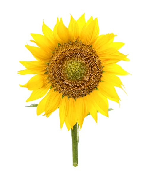 Sonnenblume isoliert. eine Reihe von Bildern von Sonnenblumen. — Stockfoto