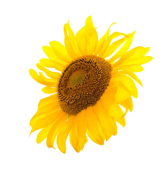 Sunflower isolated. A series of images of sunflowers. — Stock Photo, Image