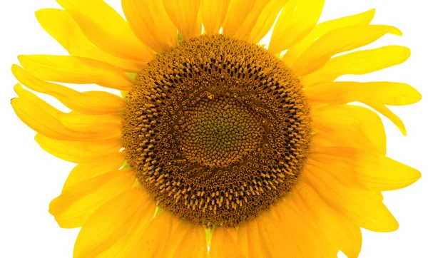 Zonnebloem geïsoleerd. Een reeks van beelden van zonnebloemen. — Stockfoto