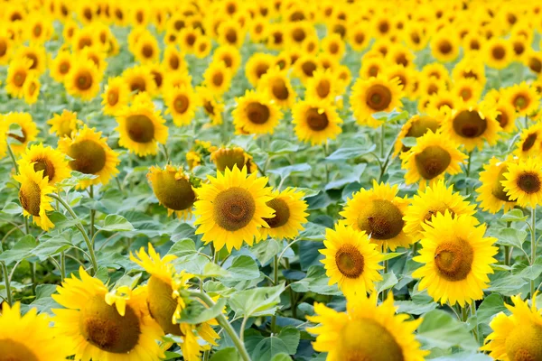 Field with sunflowers. Series of photos. — Stock Photo, Image