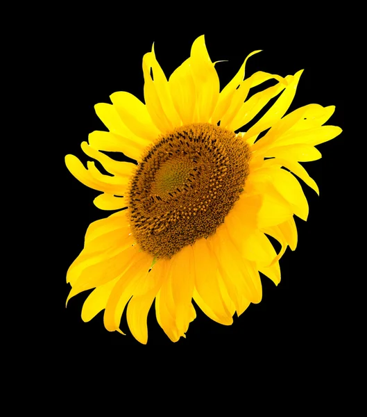 Sunflower isolated. A series of images of sunflowers. — Stock Photo, Image