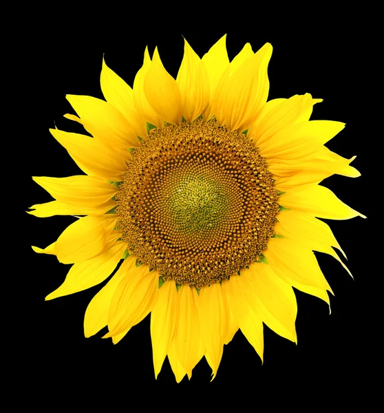 Sunflower isolated. A series of images of sunflowers. — Stock Photo, Image