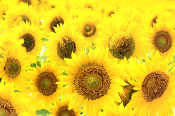 Campo con girasoles. Serie de fotos . — Foto de Stock