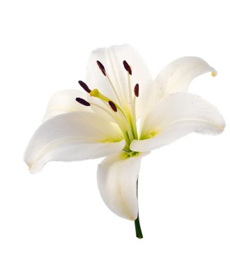 Çiçek Beyaz Zambak. İzole.