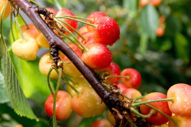 Yağmur bir ağacın dalları üzerinde meyveleri tatlı kiraz ile damla