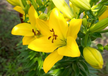 Sarı Zambak çiçeği.