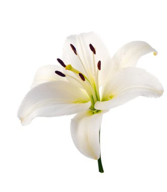 Çiçek Beyaz Zambak. İzole.