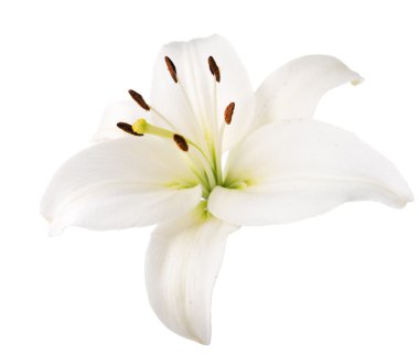 Çiçek Beyaz Zambak. İzole.