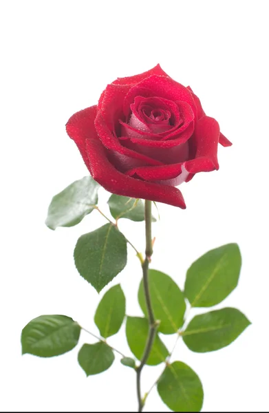 Brote de una rosa escarlata. Aislado sobre fondo blanco. primer plano — Foto de Stock