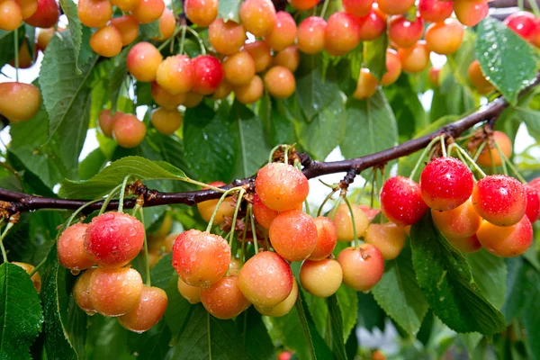 Ягоди солодка вишня з краплями дощу на гілках дерева — стокове фото