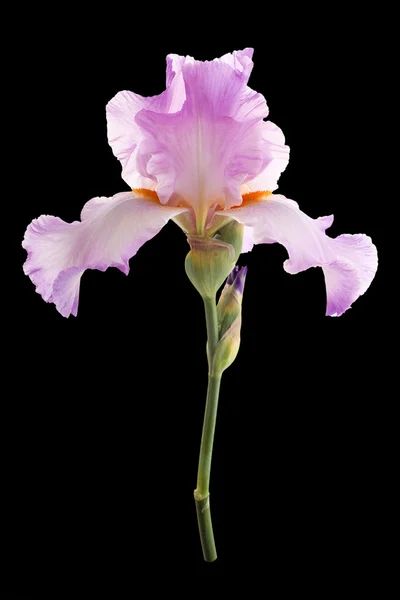 Iris çiçeği. İzole — Stok fotoğraf