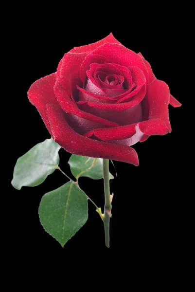 Rød rose med dråber dug. isoleret - Stock-foto