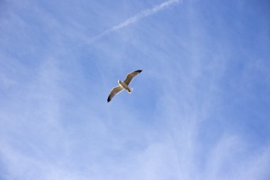 Prag şehrinin ünlü simgesi.