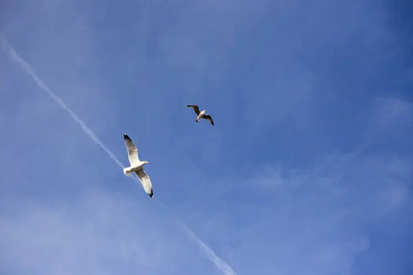 Martı gökyüzünde uçuyor.