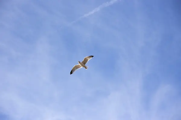 Mavi gökyüzünde uçan martı