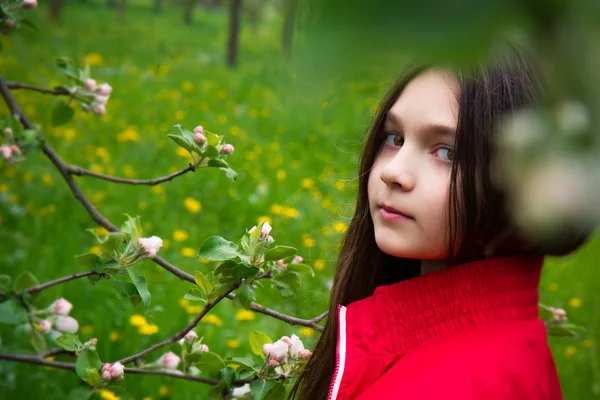 Dziewczynka w pobliżu jabłoń — Zdjęcie stockowe