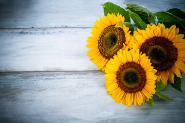 arka plan ağaç on üç ayçiçeği ile