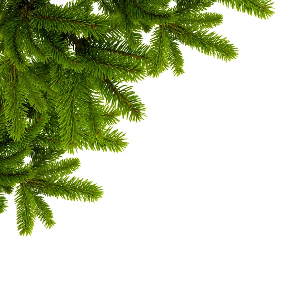 Fir branch — Stock Photo, Image