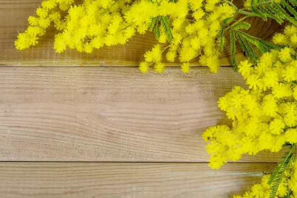 Mimosa on the wood — Stock Photo, Image
