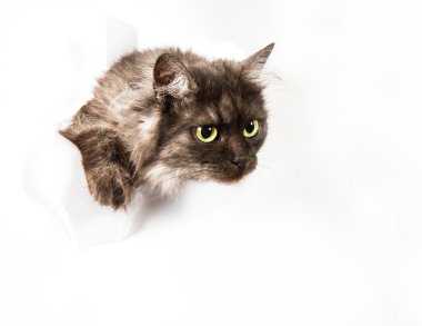 meraklı kedi
