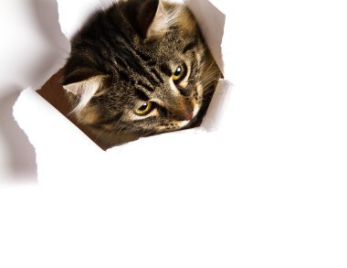 Kedi ortaya kağıttan