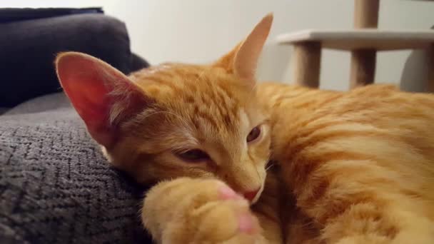 Unga Katten Somnar Liggandes Soffan Orange Randig Tabby Kitten Stängande — Stockvideo