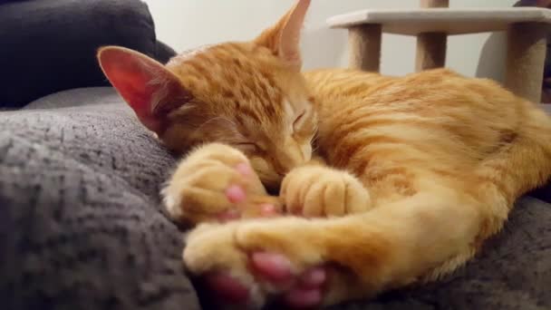 Jeune Chat Dormant Avec Les Yeux Fermés Couché Sur Canapé — Video