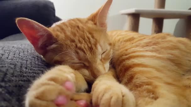 Νεαρή Γάτα Ανοίγοντας Μάτια Ενώ Κοιμάται Στον Καναπέ Πορτοκαλί Ριγέ — Αρχείο Βίντεο