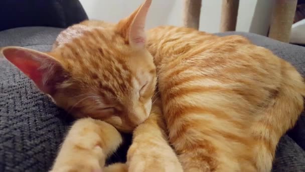 Młody Kot Śpiący Zamkniętymi Oczami Leżący Kanapie Pomarańczowy Pasiasty Kotek — Wideo stockowe