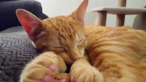 Young Cat Sleeping Eyes Closed Lying Couch Orange Striped Tabby — Stock Video