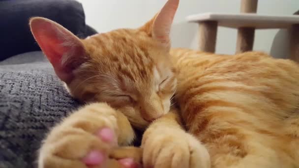 Young Cat Waking Opening Eyes Sleeping Lying Couch Orange Striped — Stock Video