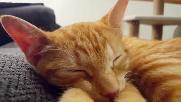 Närbild Ung Katt Öppning Ögon Medans Sleeping Ligga Soffan Orange — Stockvideo