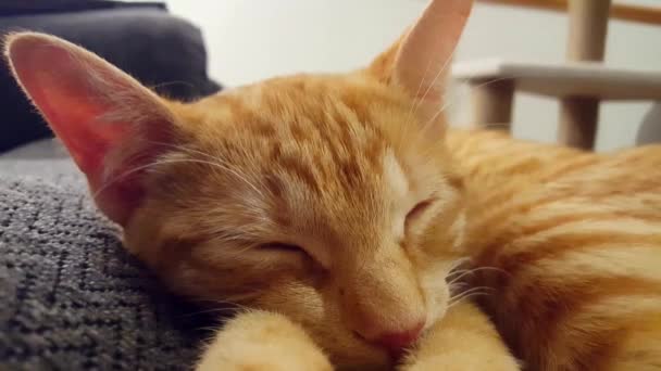 Νεαρή Γάτα Κοιμάται Κλειστά Μάτια Ξαπλωμένη Στον Καναπέ Πορτοκαλί Ριγέ — Αρχείο Βίντεο