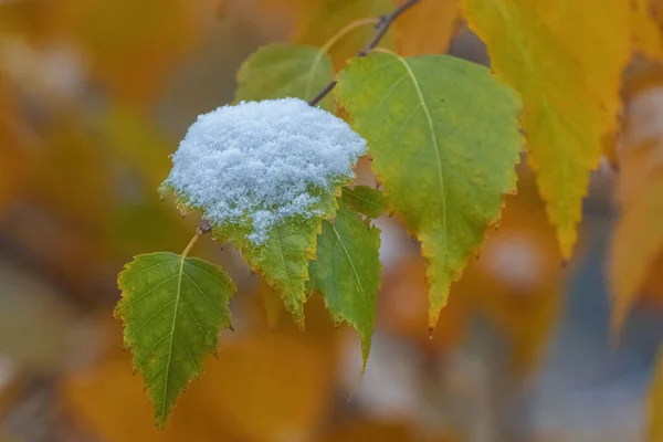 Separately Birch Twig Blurry Background Leaves Snow — Stock Photo, Image