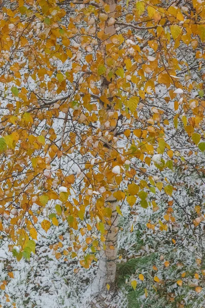 Bouleau Jaune Sommet Sur Fond Neige Fraîche — Photo