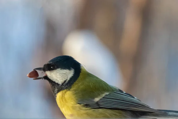 Separately, the bird tit close-up, on a blurred gray background, with a pine nut in its beak, sits on a perch.