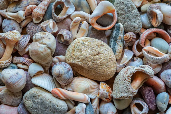 Deniz kabuğu ve deniz kıyısında küçük çakıl taşları.