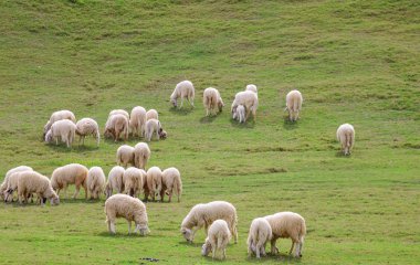 yeşil alan ve koyun otlatma