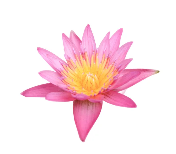 Pink lotus on white background — Stock Photo, Image