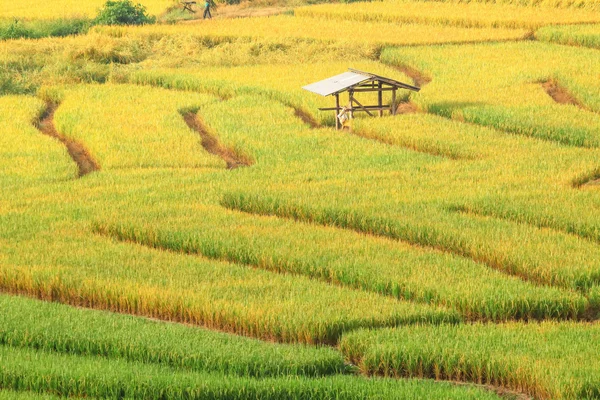 alan Vadisi chiang mai Tayland
