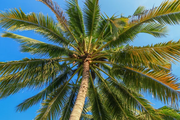 Kokospalmer på blå himmel bakgrund — Stockfoto