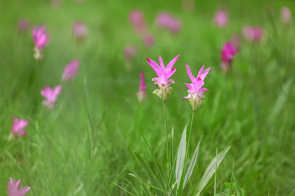 Gros plan de tulipe avec fond brumeux — Photo