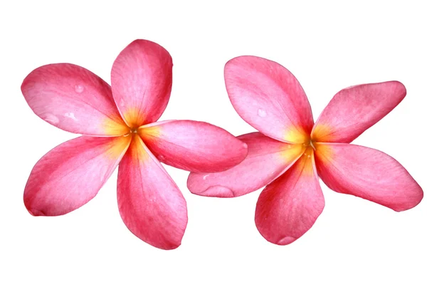Frangipani, dok champa