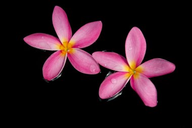 Frangipani, dok champa