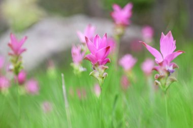 pembe siam Lale closeup