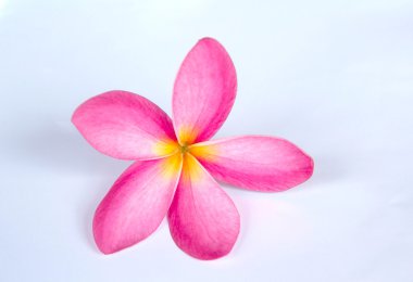Frangipani, dok champa