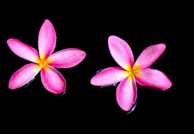 Frangipani, dok champa