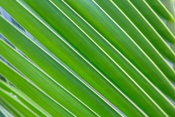 Part of palm tree — Stock Photo, Image