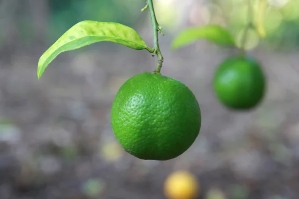 Yeşil lamon