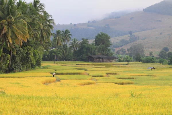 pirinç alan teraslar, chiang mai province, Tayland